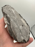 Natural Orthoceras Fossil Specimen #7