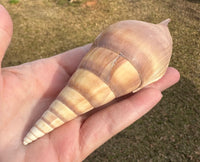 Assorted Shells for Crafts or Decor