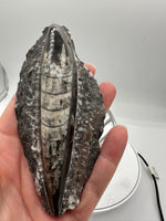 Natural Orthoceras Fossil Specimen #15
