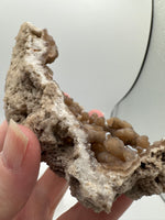 Withlacoochee River Agatized Coral #9