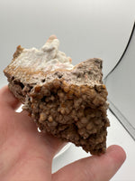 Withlacoochee River Agatized Coral #11
