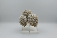 Selenite "Desert Rose," Samalayuka Desert, Chihuahua, Mexico #2