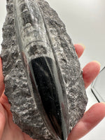 Natural Orthoceras Fossil Specimen #8