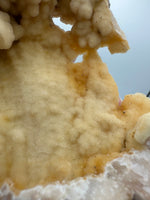 Withlacoochee River Agatized Coral #12