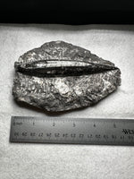 Natural Orthoceras Fossil Specimen #18
