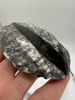 Natural Orthoceras Fossil Specimen #19