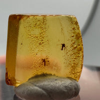 Fossil Insect Inclusion in Burmese Amber #4