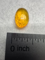 Fossil Insect Inclusion in Burmese Amber #3
