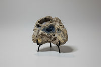 Agatized Coral, Florida