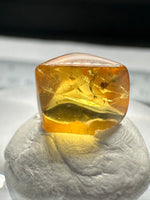 Fossil Insect Inclusion in Burmese Amber #9
