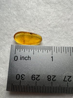 Fossil Insect Inclusion in Burmese Amber #8
