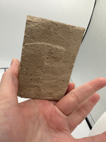 Fossil Fish, Eocene, Green River, Kemmerer, WY