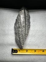Natural Orthoceras Fossil Specimen #5