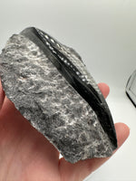 Natural Orthoceras Fossil Specimen #10