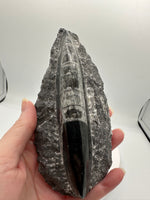 Natural Orthoceras Fossil Specimen #8