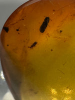 Fossil Insect Inclusion in Burmese Amber #2