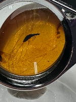 Fossil Insect Inclusion in Burmese Amber #1
