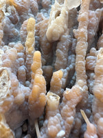 Withlacoochee River Agatized Coral #14