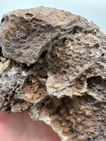 Agatized Coral, Florida