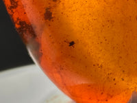 Fossil Insect Inclusion in Burmese Amber #6