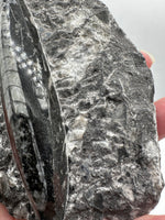 Natural Orthoceras Fossil Specimen #18