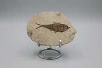 Fossil Fish, Eocene, Green River, Kemmerer, WY - Good Detail