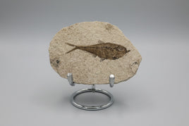 Fossil Fish, Eocene, Green River, Kemmerer, WY - Good Detail