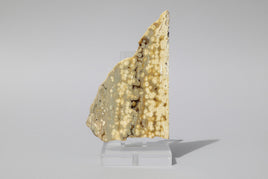 8th Vein Ocean Jasper Slab #94