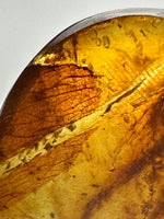 Fossil Insect Inclusion in Burmese Amber #5