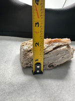 Withlacoochee River Agatized Coral #14