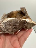 Withlacoochee River Agatized Coral #4