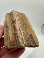 Petrified Wood Specimen #2