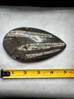 Natural Orthoceras Fossil Specimen #4
