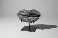 Orthoceras Fossil #10