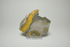 Bumblebee Jasper, Java, Indonesia #4