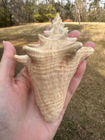Assorted Shells for Crafts or Decor