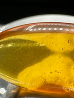Fossil Insect Inclusion in Burmese Amber #7