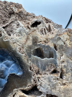 Agatized Coral, Florida