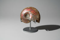 Polished Ammonite Fossil 8b