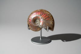 Polished Ammonite Fossil 8b
