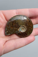 Polished Ammonite Fossil #7