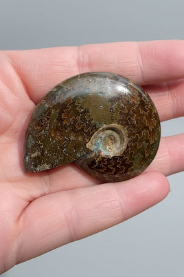 Polished Ammonite Fossil #7