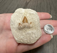 Otodus Shark Tooth, Eocene, Khouribga, Morocco on Matrix #1