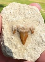 Otodus Shark Tooth, Eocene, Khouribga, Morocco on Matrix #1