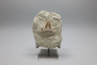 Otodus Shark Tooth, Eocene, Khouribga, Morocco on Matrix #1