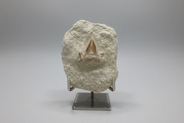 Otodus Shark Tooth, Eocene, Khouribga, Morocco on Matrix #1