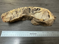 Agatized Coral, Florida #2