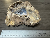 Agatized Coral, Florida