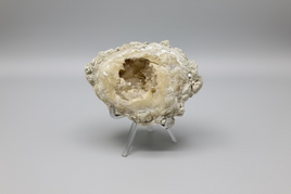 Fossilized Calcite Clam from Ruck's Pit Quarry, Florida, UV Reactive #1