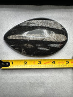 Natural Orthoceras Fossil Specimen #2